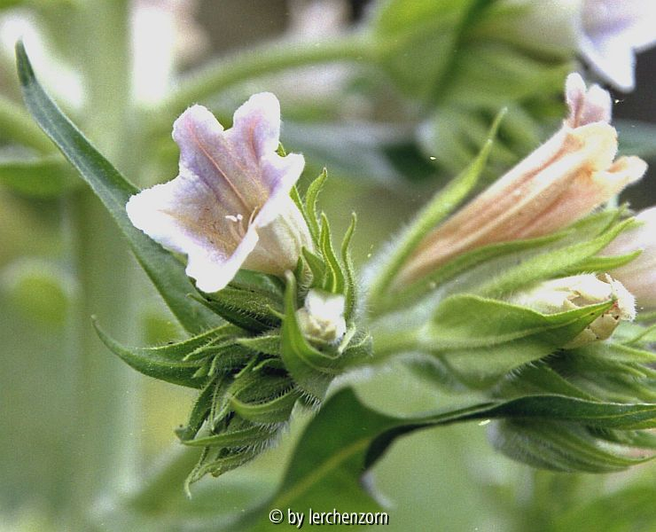 Echium orientale