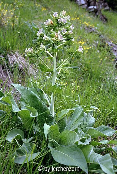 Echium orientale