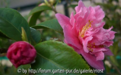 Fragrant Pink feb 14.jpg