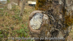 alte Wunde an Apfelbaum