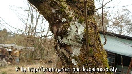 Pilz? an altem Apfelbaum