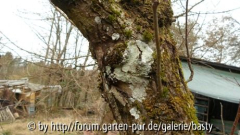 Pilz? an altem Apfelbaum