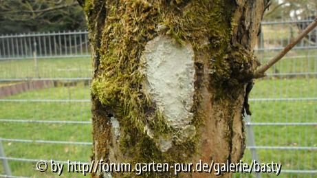 Pilz? an altem Apfelbaum