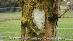 Pilz? an altem Apfelbaum