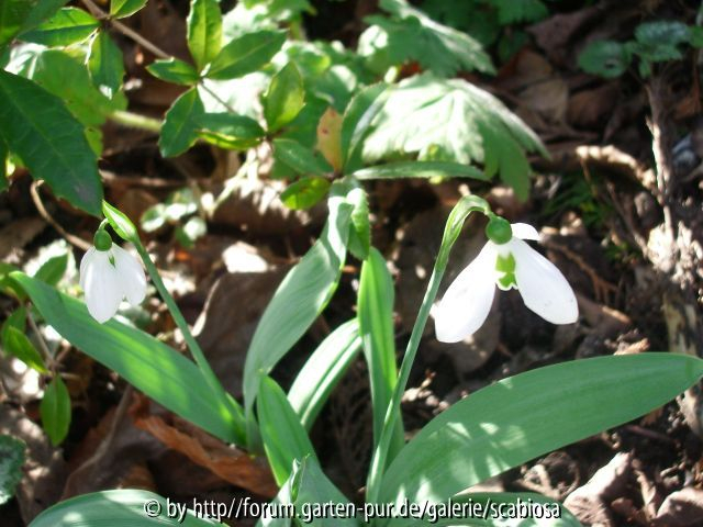 Galanthus mit Miniporreeblättern