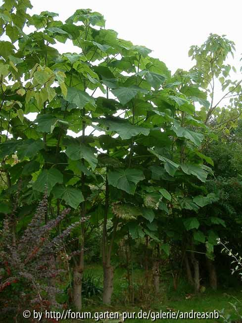 Paulownia