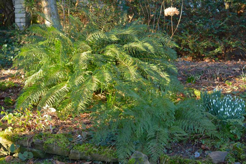 ´Bevis´ und ´Green Lace´