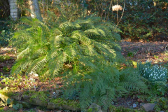 ´Bevis´ und ´Green Lace´