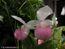 Cypripedium reginae