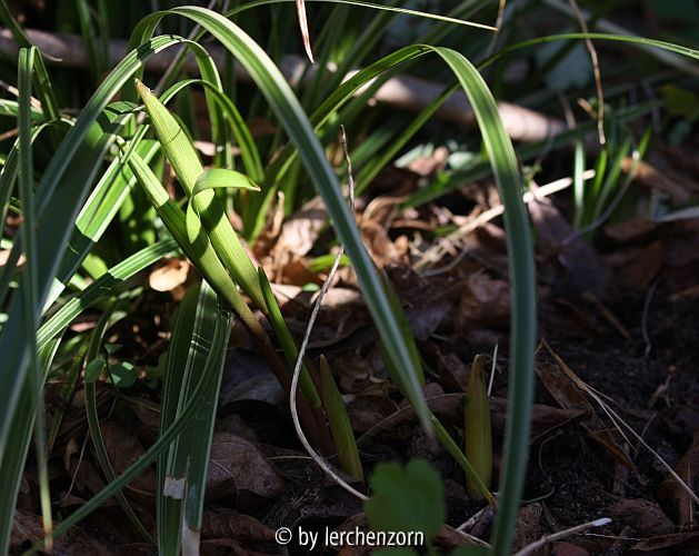 Fritillaria verticillata (Austrieb)