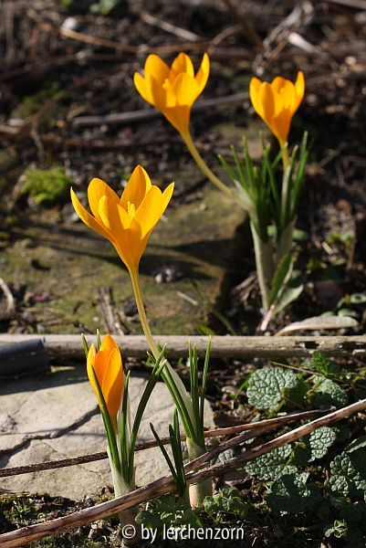 Crocus ancyrensis