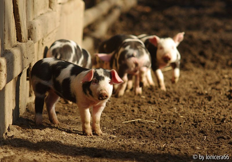 welches schweinderl hättens gern?