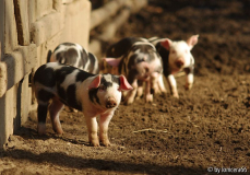 welches schweinderl hättens gern?