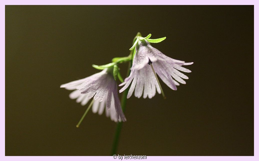Soldanella alpina