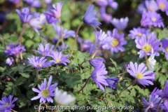 Anemone blanda 8.4.2013
