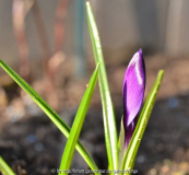 krokus7.jpg