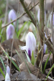 Krokus chrys. 'Prinz Claus'