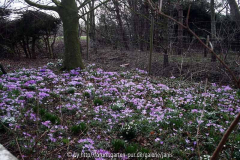 Krokuswiese2