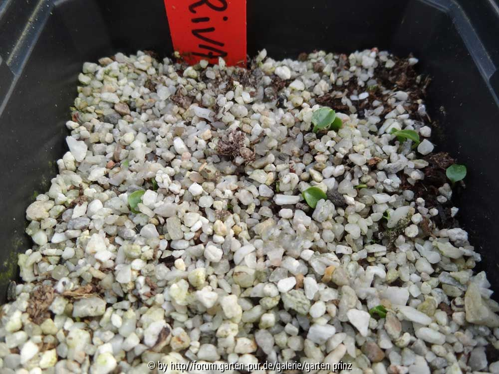 Trillium rivale Germination Late February 2014