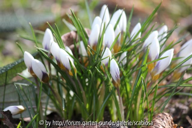 Krokus 23.02.2014