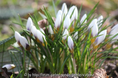 Krokus 23.02.2014