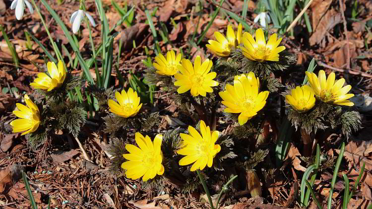 Adonis 'Fukujukai'