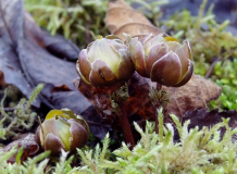 Adonis amurensis