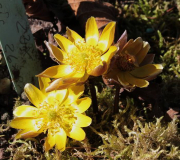 Adonis amurensis