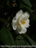 Camelia 