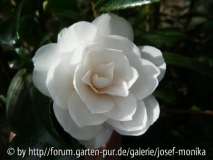 Camelia japonica 