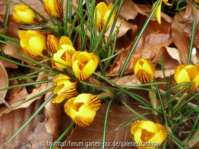 Crocus fuscotinctus