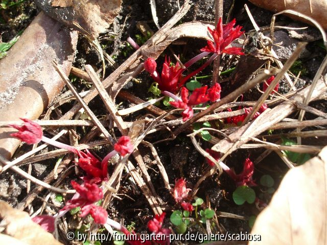 Geranium Austrieb 26.02.2014