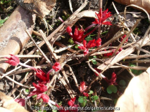 Geranium Austrieb 26.02.2014