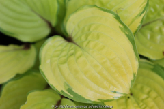 'Paradise Island' Blatt