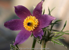 Pulsatilla1