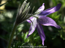 Pulsatilla3