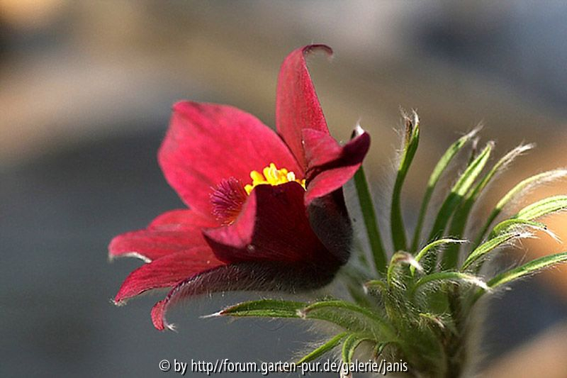 Pulsatilla4