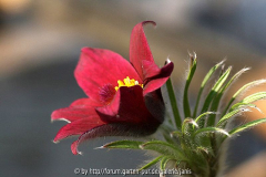 Pulsatilla4