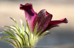 Pulsatilla5