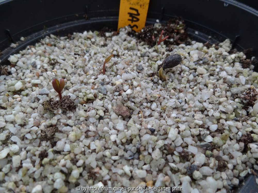 Paeonia mascula Germination 2014