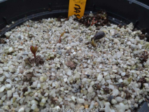 Paeonia mascula Germination 2014