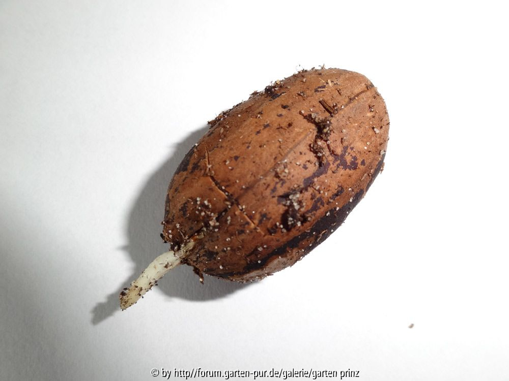 Carya illinoiensis Germination February 2014