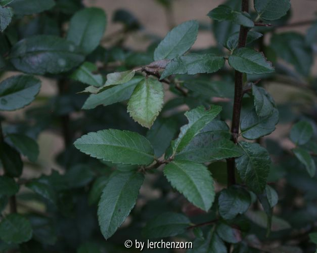 Pyracantha coccinea