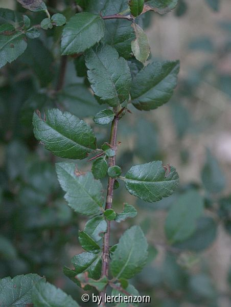 Pyracantha coccinea