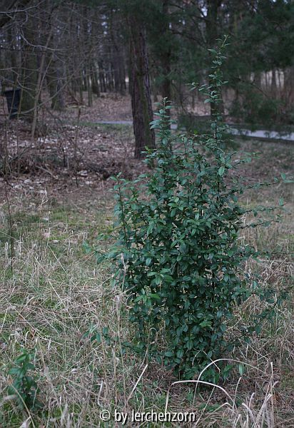 Pyracantha coccinea