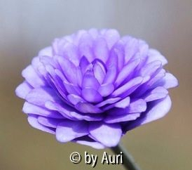 Hepatica Tom