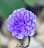 Hepatica Tom
