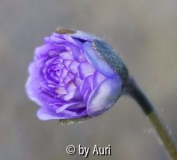 Hepatica Tom