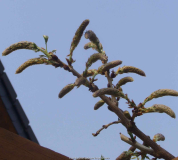 Wisteria_floribunda_09-1.jpg