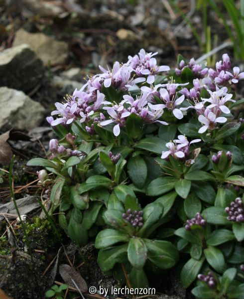 Thlaspi stylosum